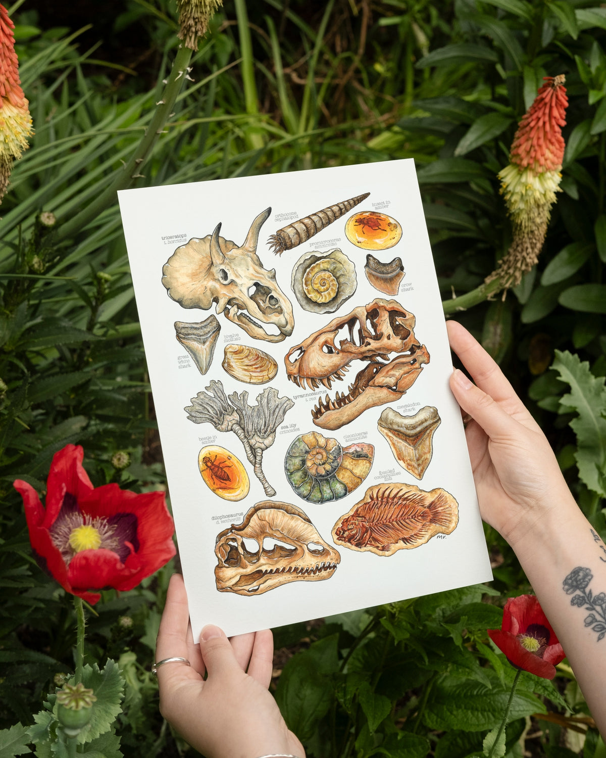Ancient Fossils Art Print - A4