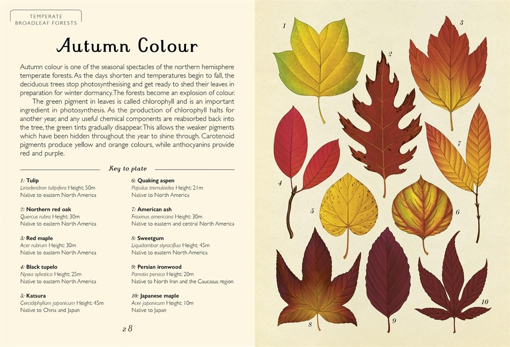 Arboretum Mini - By Katie Scott