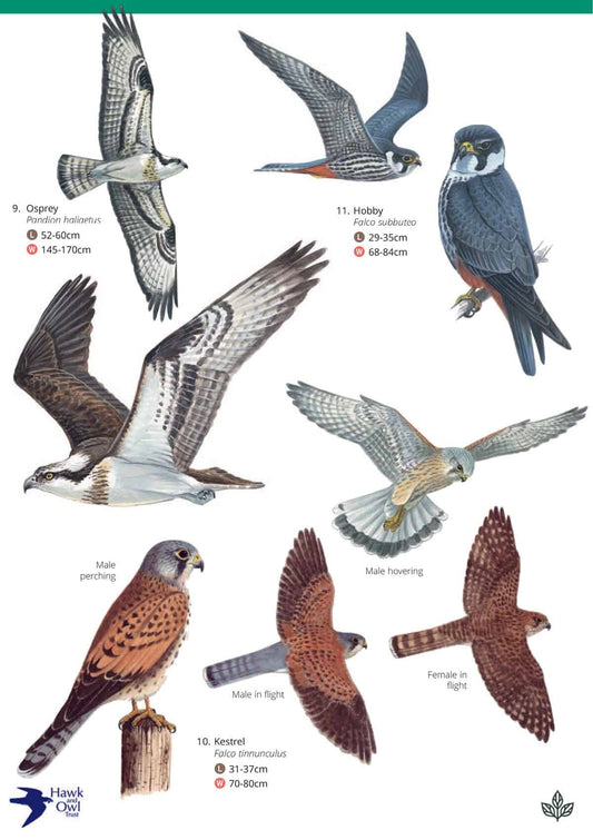 British Birds of Prey - Wild ID Guide