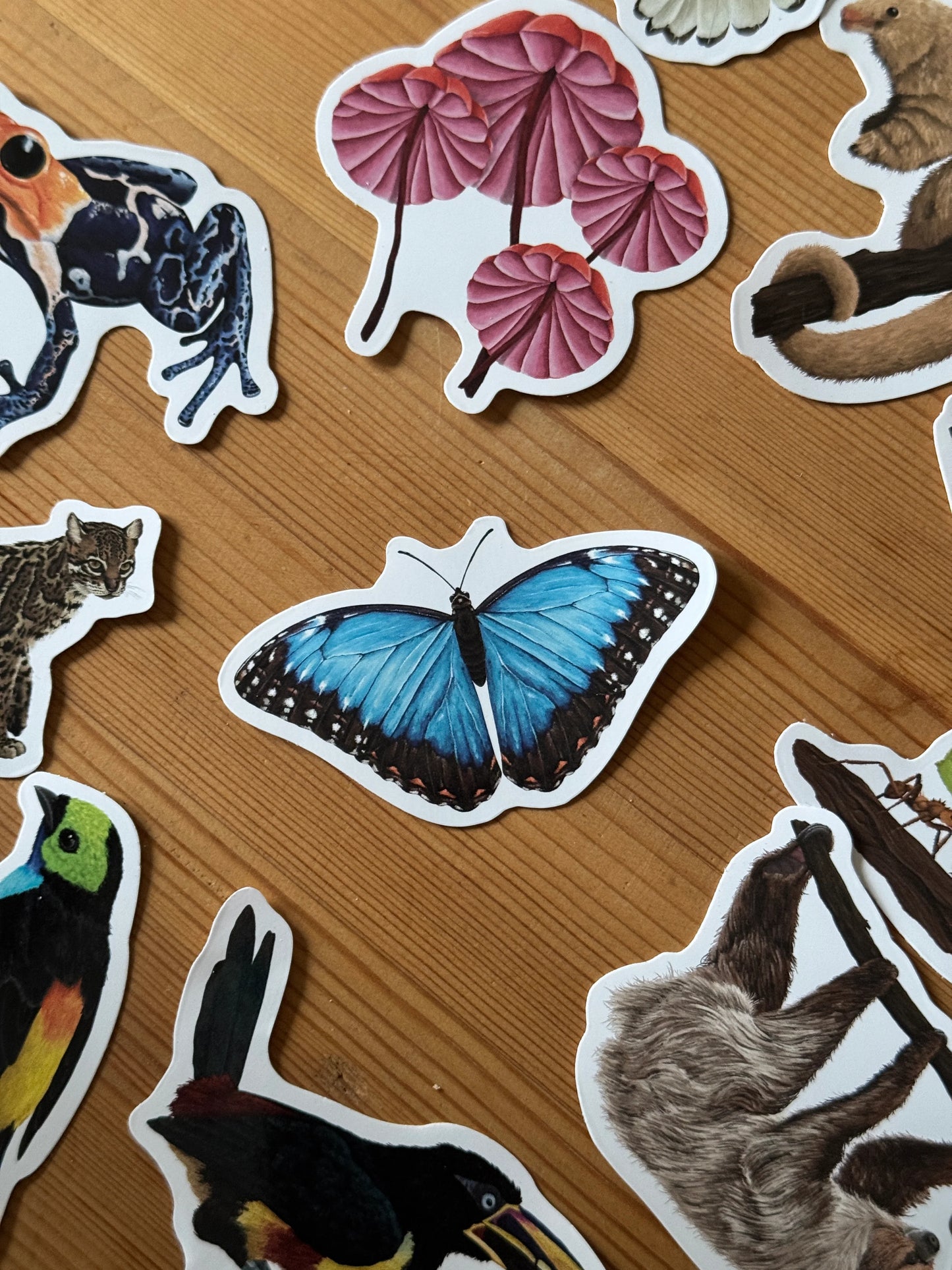 Blue Morpho - Vinyl Sticker