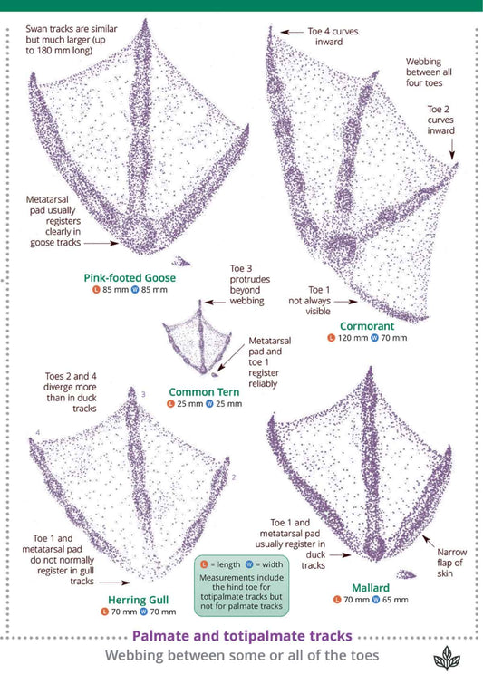 British Bird Tracks and Signs - Wild ID Guide