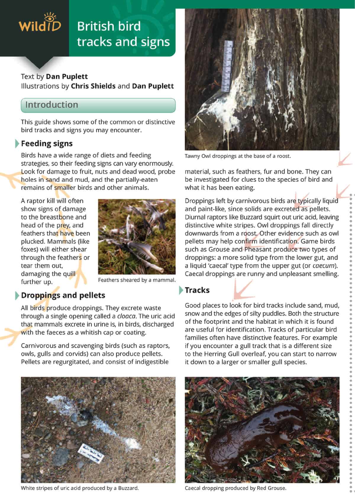 British Bird Tracks and Signs - Wild ID Guide