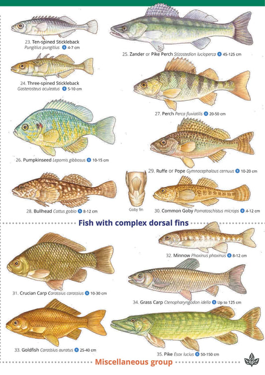 British Freshwater Fishes - Wild ID Guide