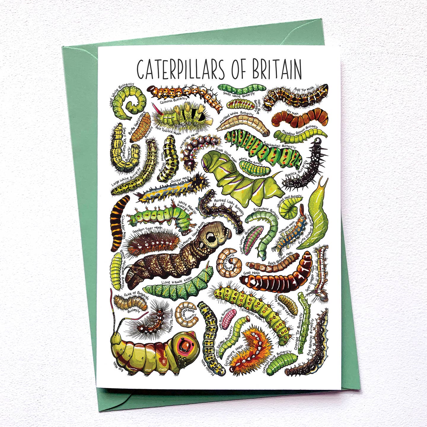 Caterpillars of Britain - Greetings Card