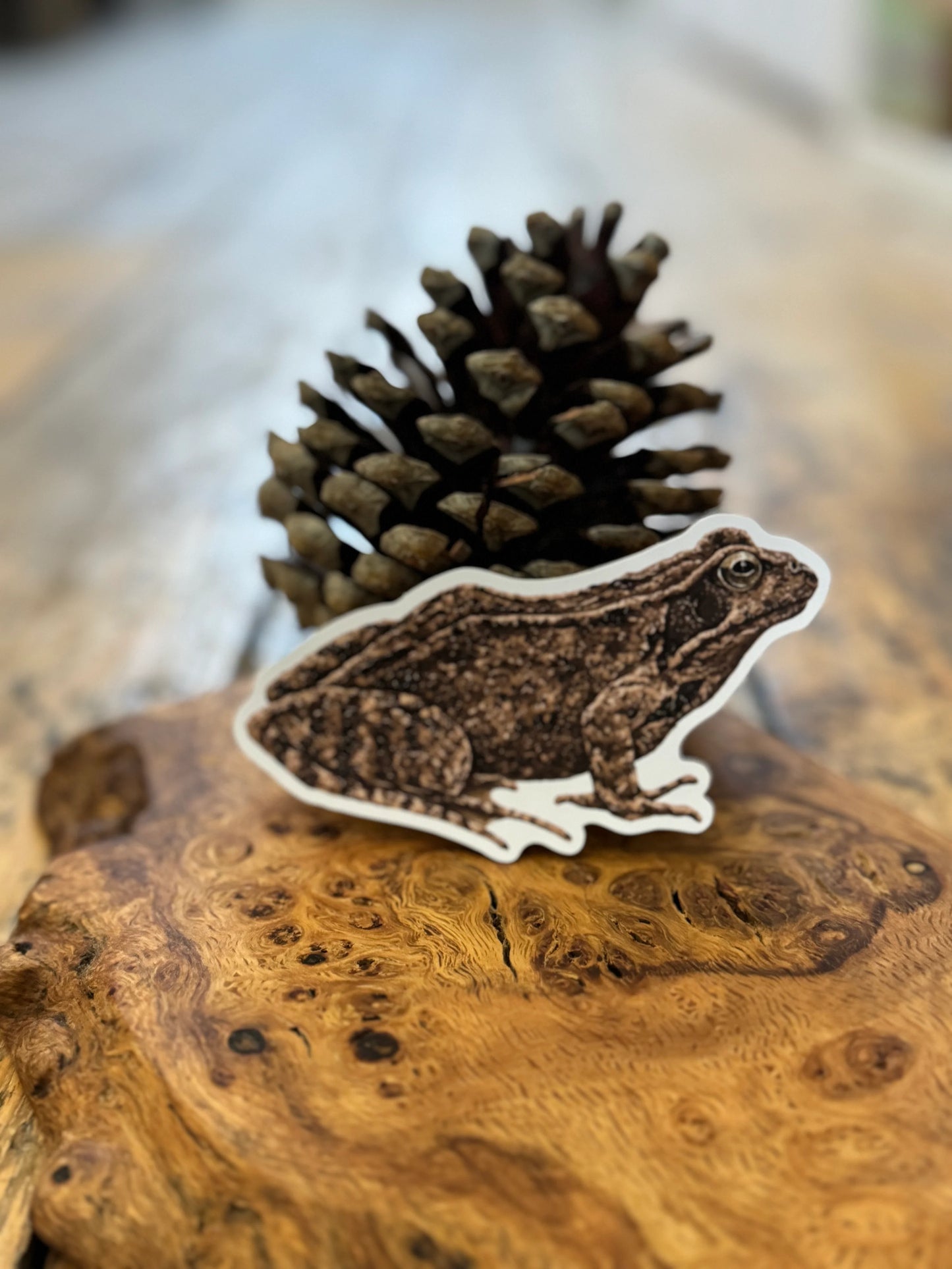 Common Frog - Vinyl Sticker