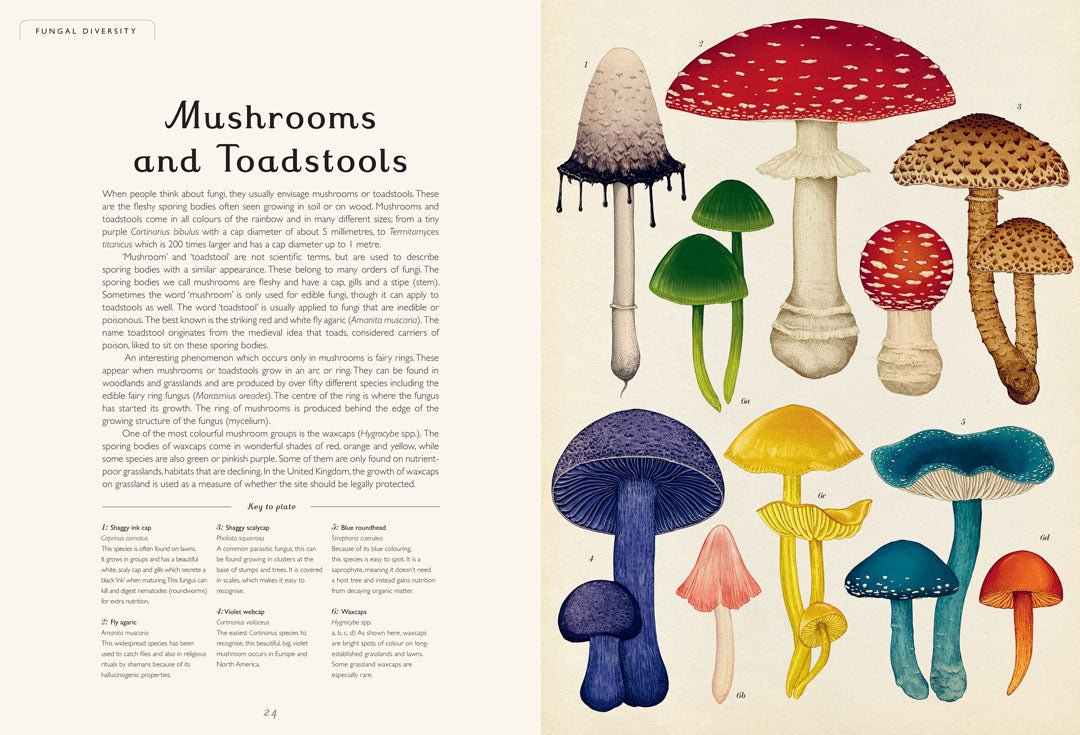 Fungarium - By Ester Gaya & Katie Scott