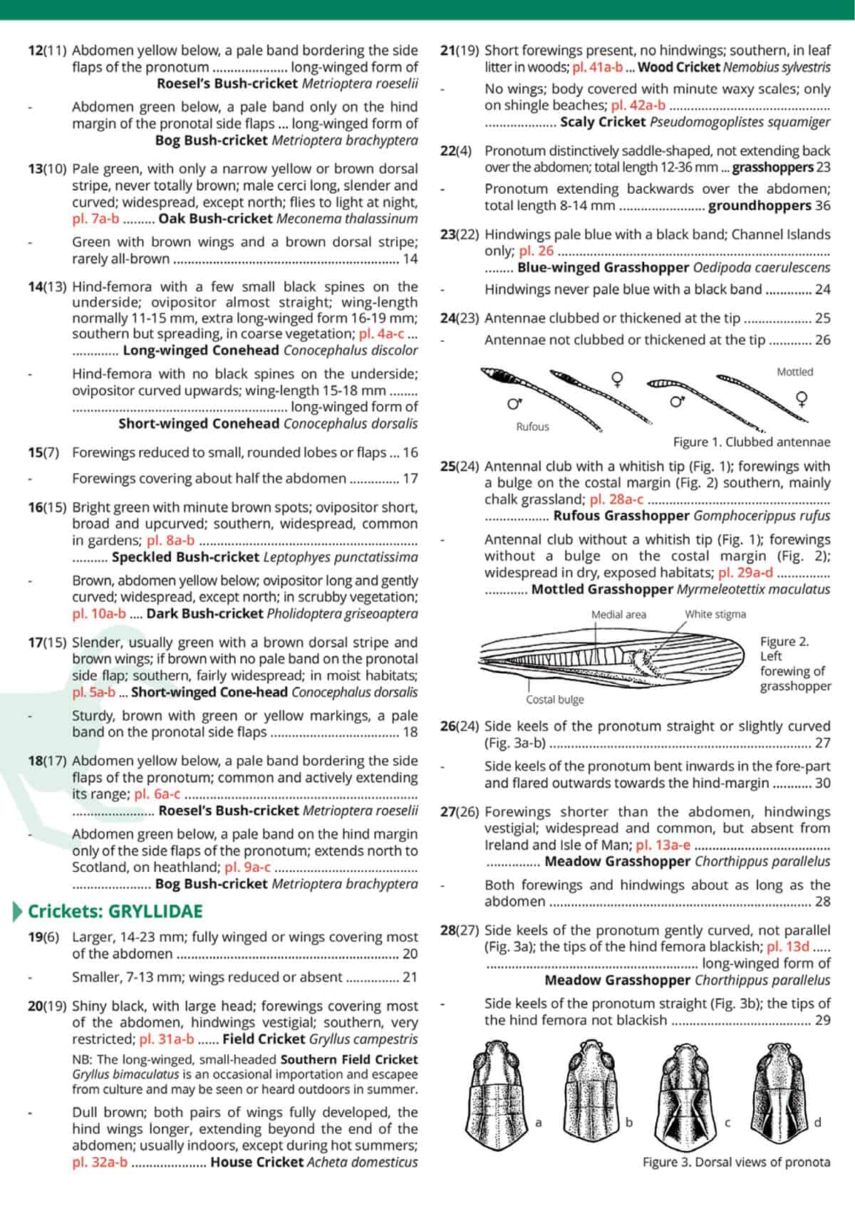 British Grasshoppers and Allied Insects - Wild ID Guide