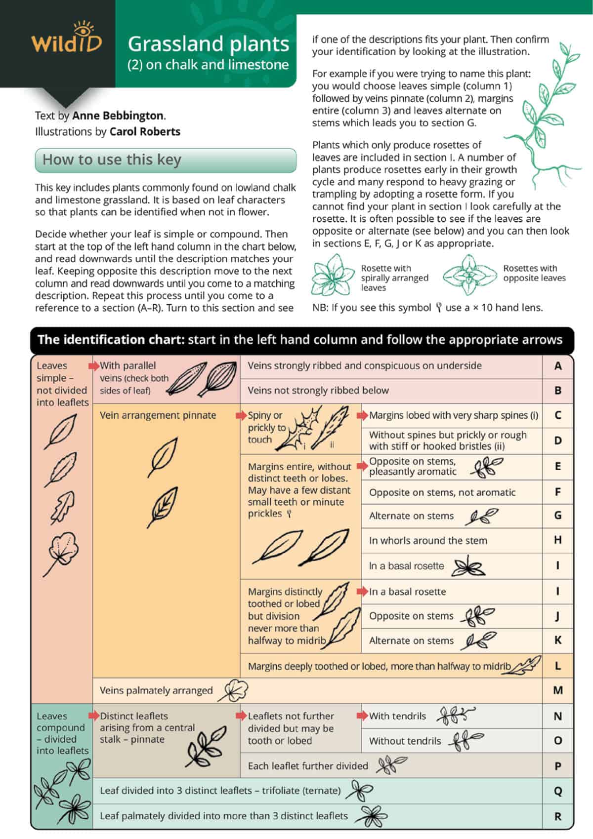 Grassland Plants on Chalk and Limestone - Wild ID Guide
