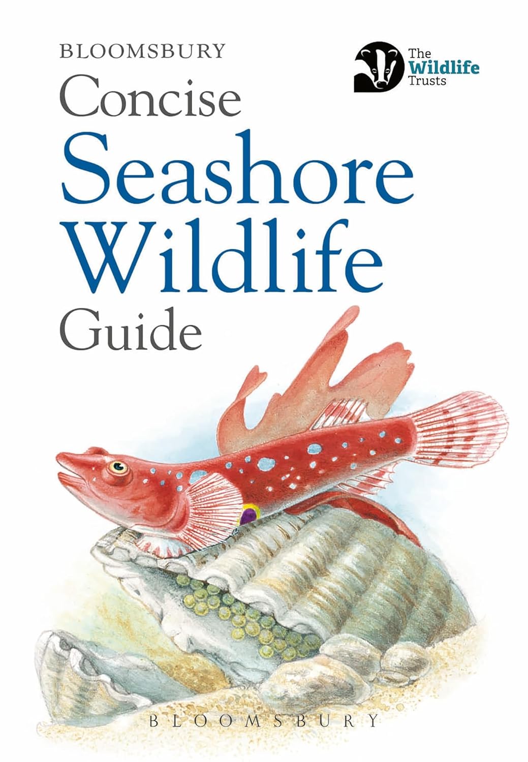 Concise Seashore Wildlife Guide - By Bloomsbury