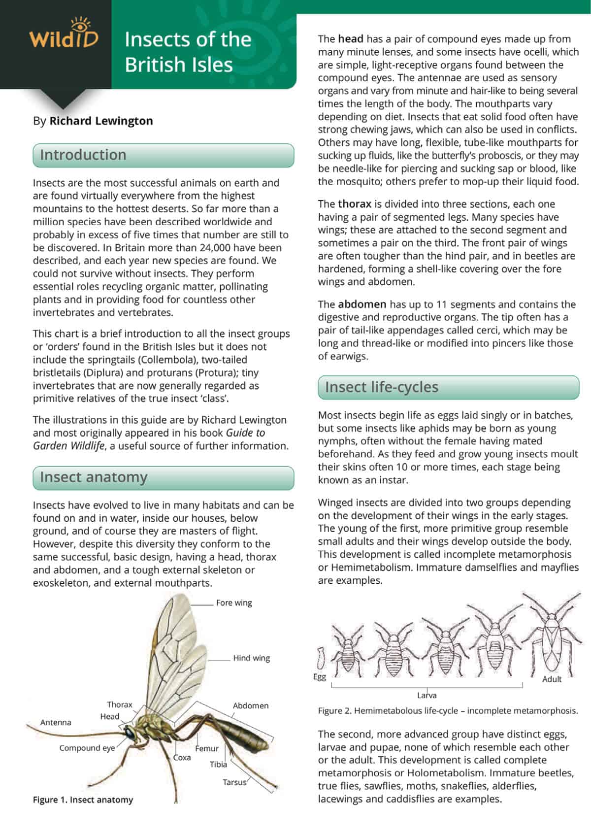 Insects of the British Isles - Wild ID Guide