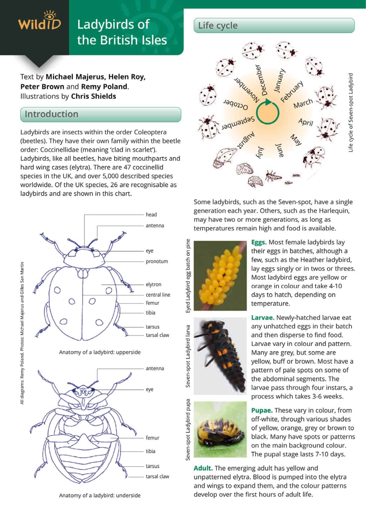 Ladybirds - Wild ID Guide