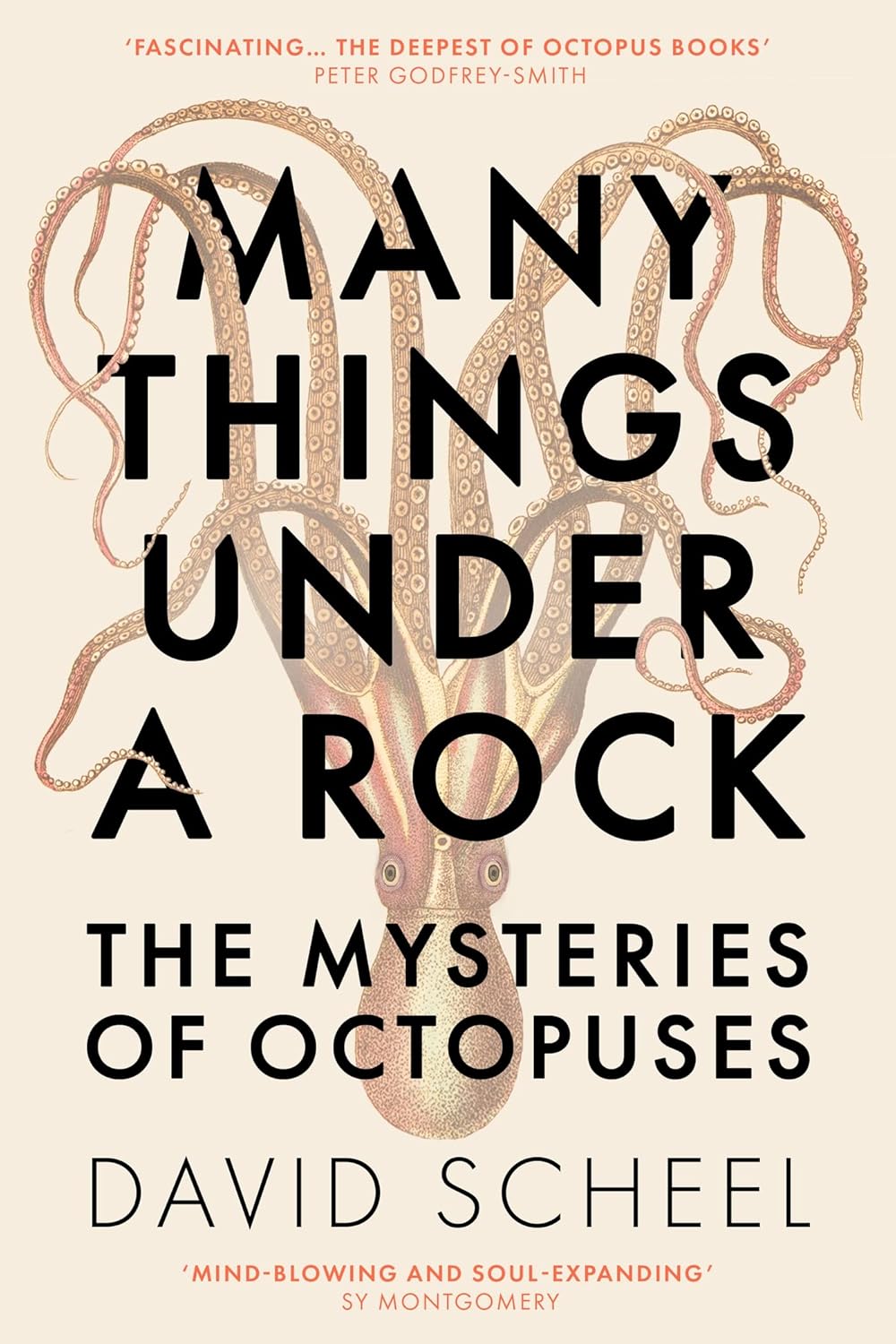 Many Things Under a Rock - By David Scheel (Hardback)