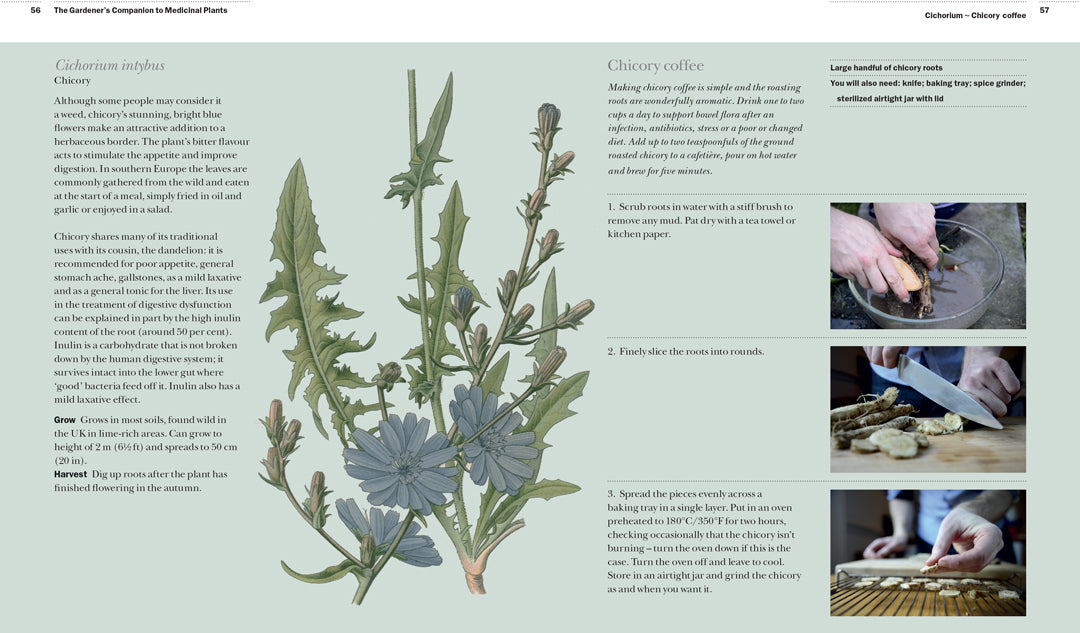 The Gardener's Companion to Medicinal Plants - By Jason Irving