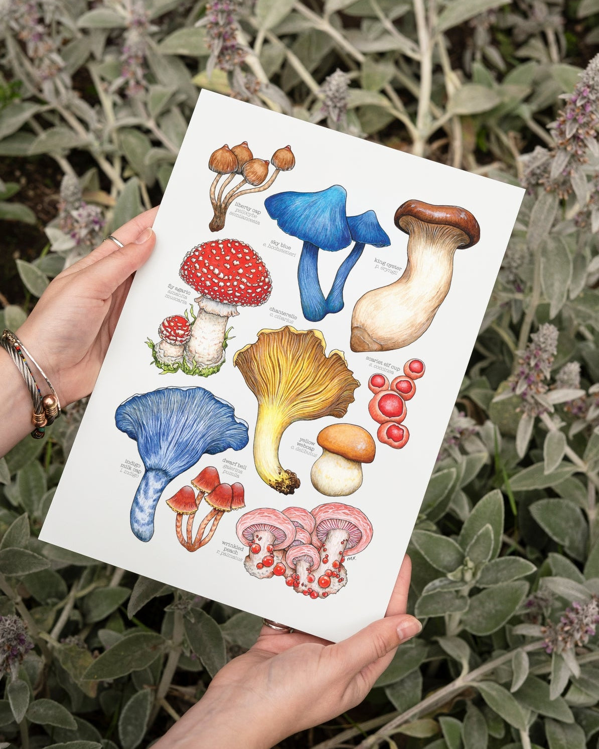 Mushroom Species Art Print