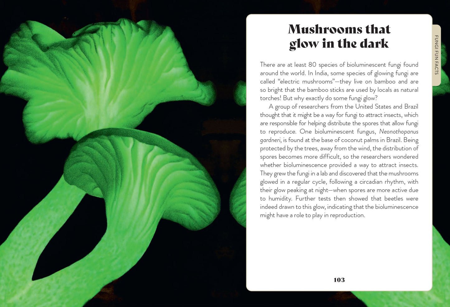 Mushroom Miscellany: An Illustrated Guide - By Adele Nozedar