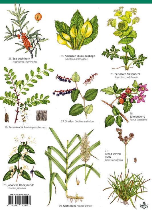 Non-Native Invasive Plants of Britain and Ireland - Wild ID Guide