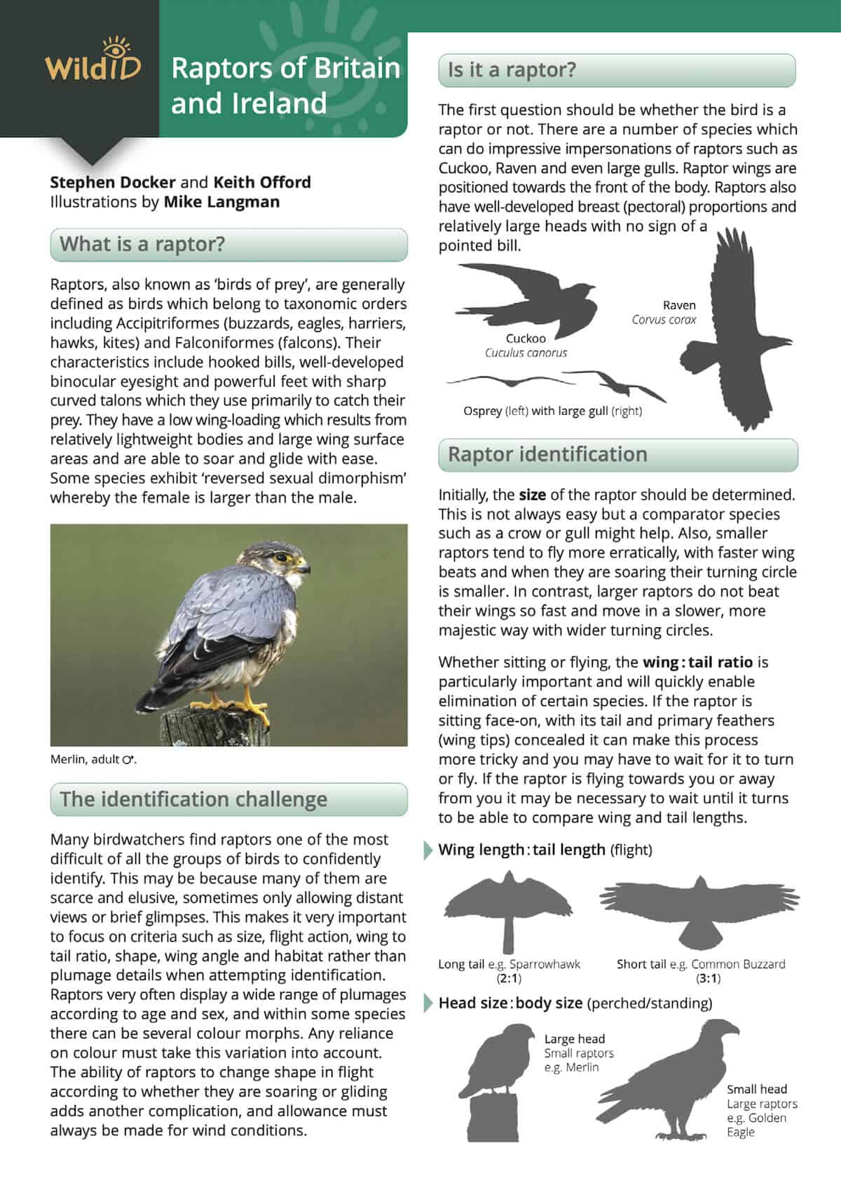 Raptors - Wild ID Guide