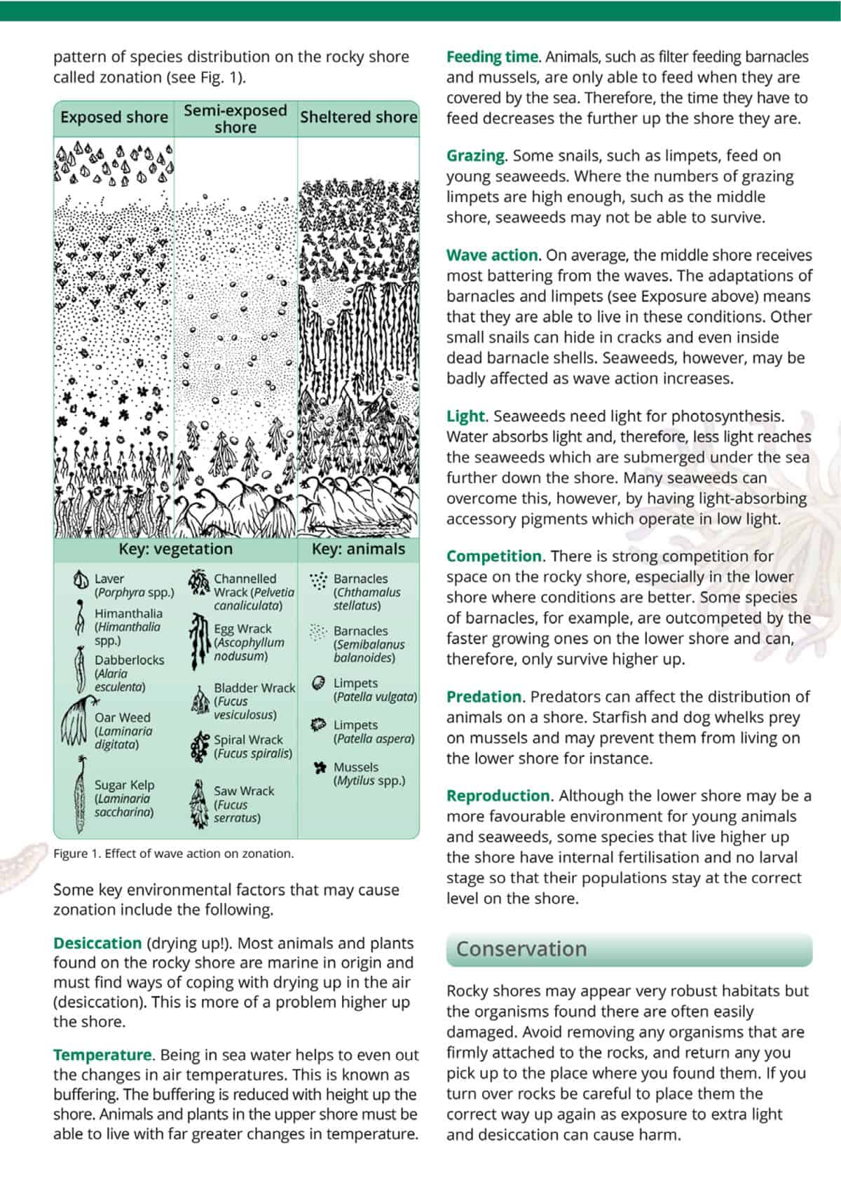 Rocky Shore Name Trail - Wild ID Guide