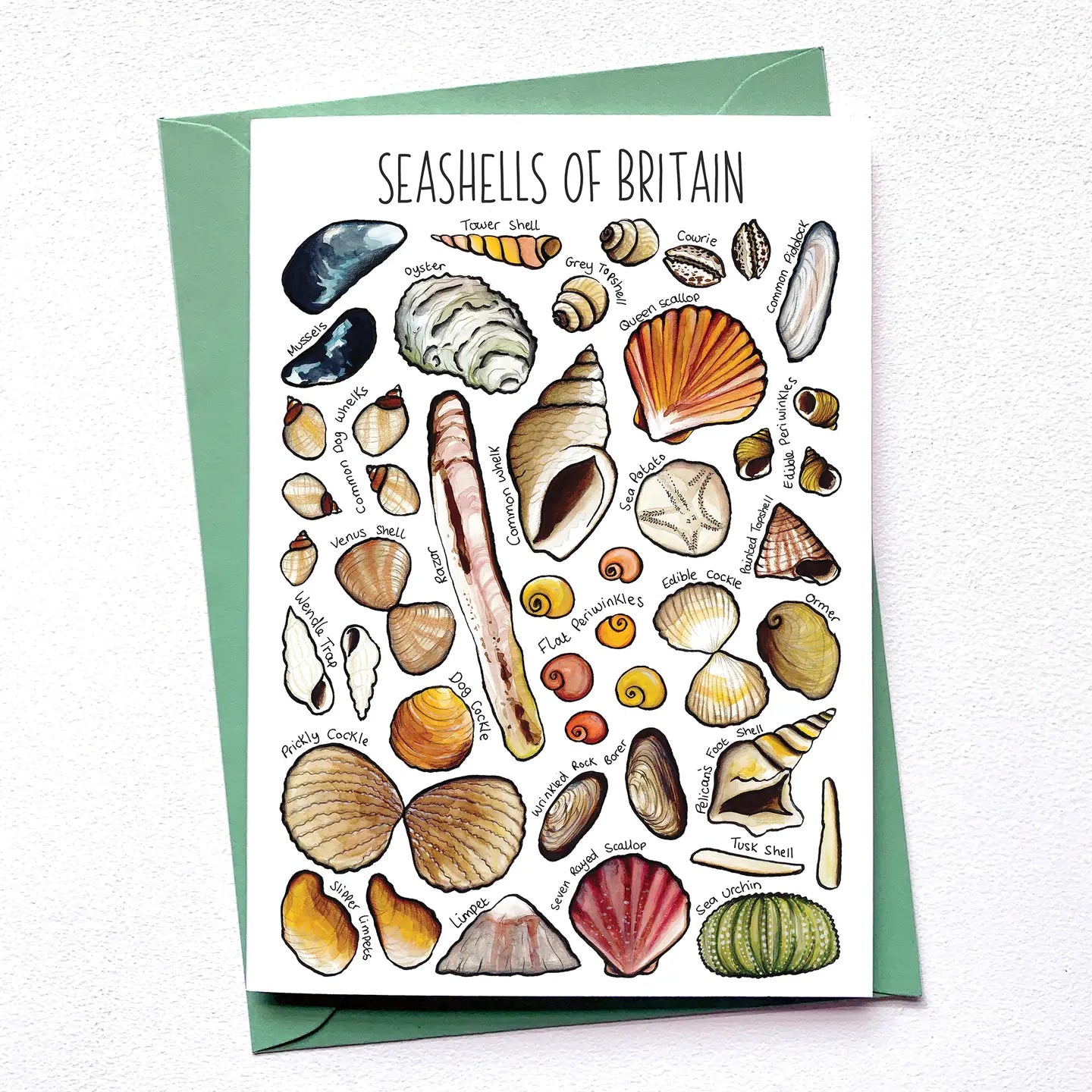 Seashells of Britain - Greetings Card