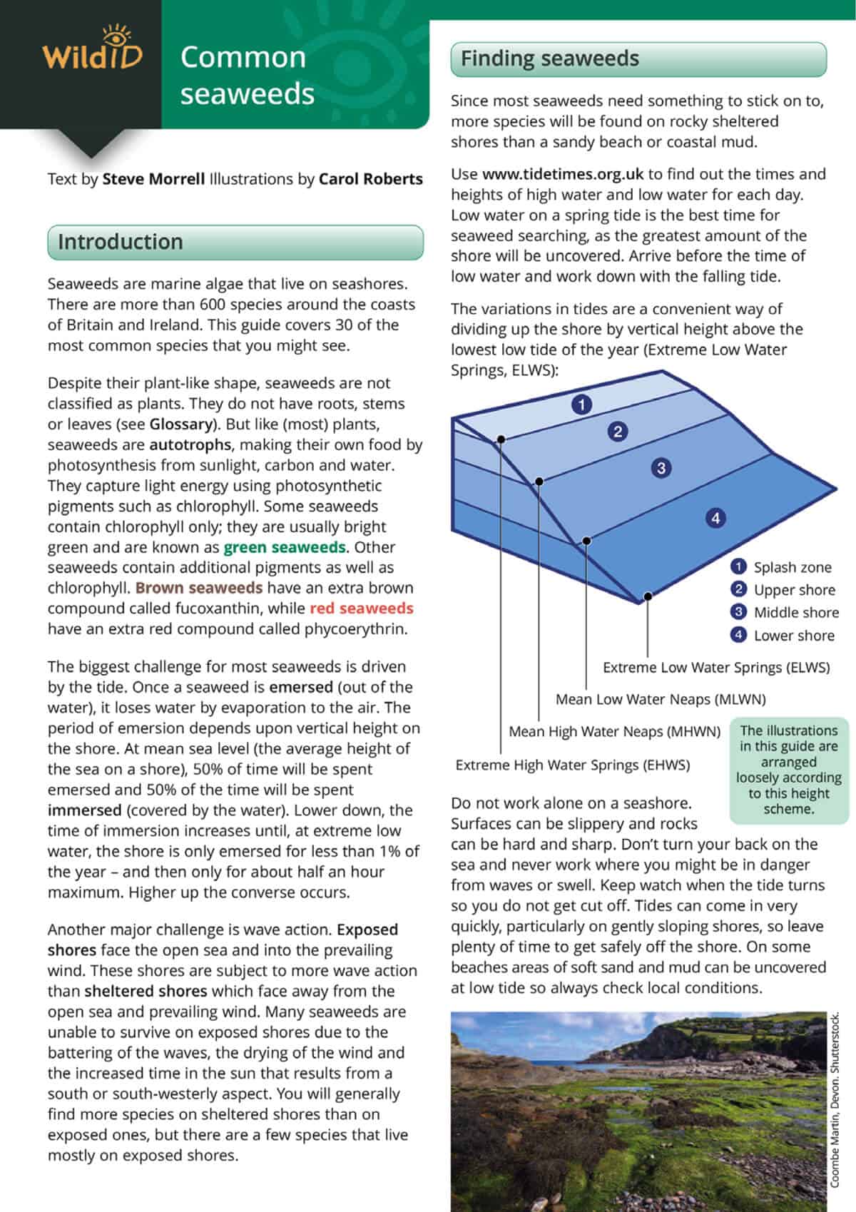Common Seaweeds - Wild ID Guide