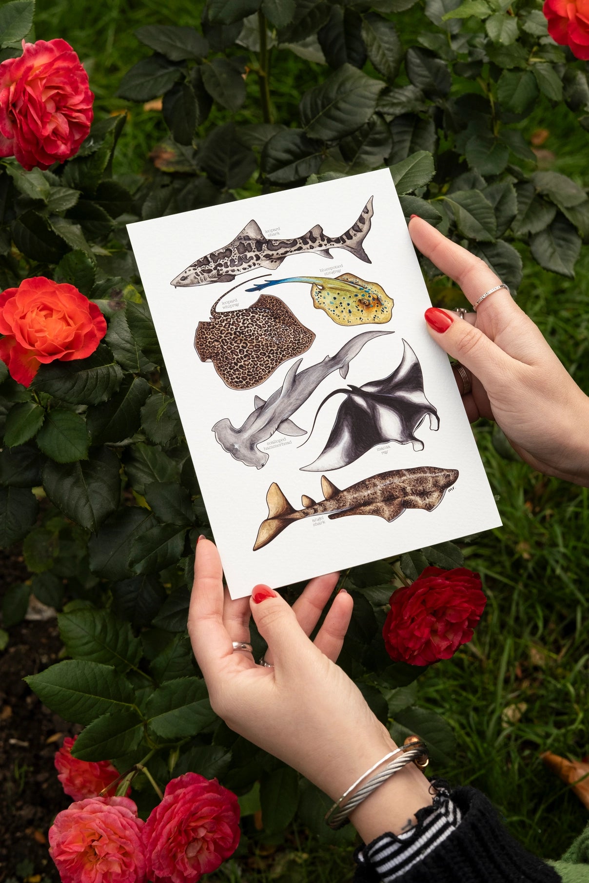 Sharks & Rays Art Print - A4