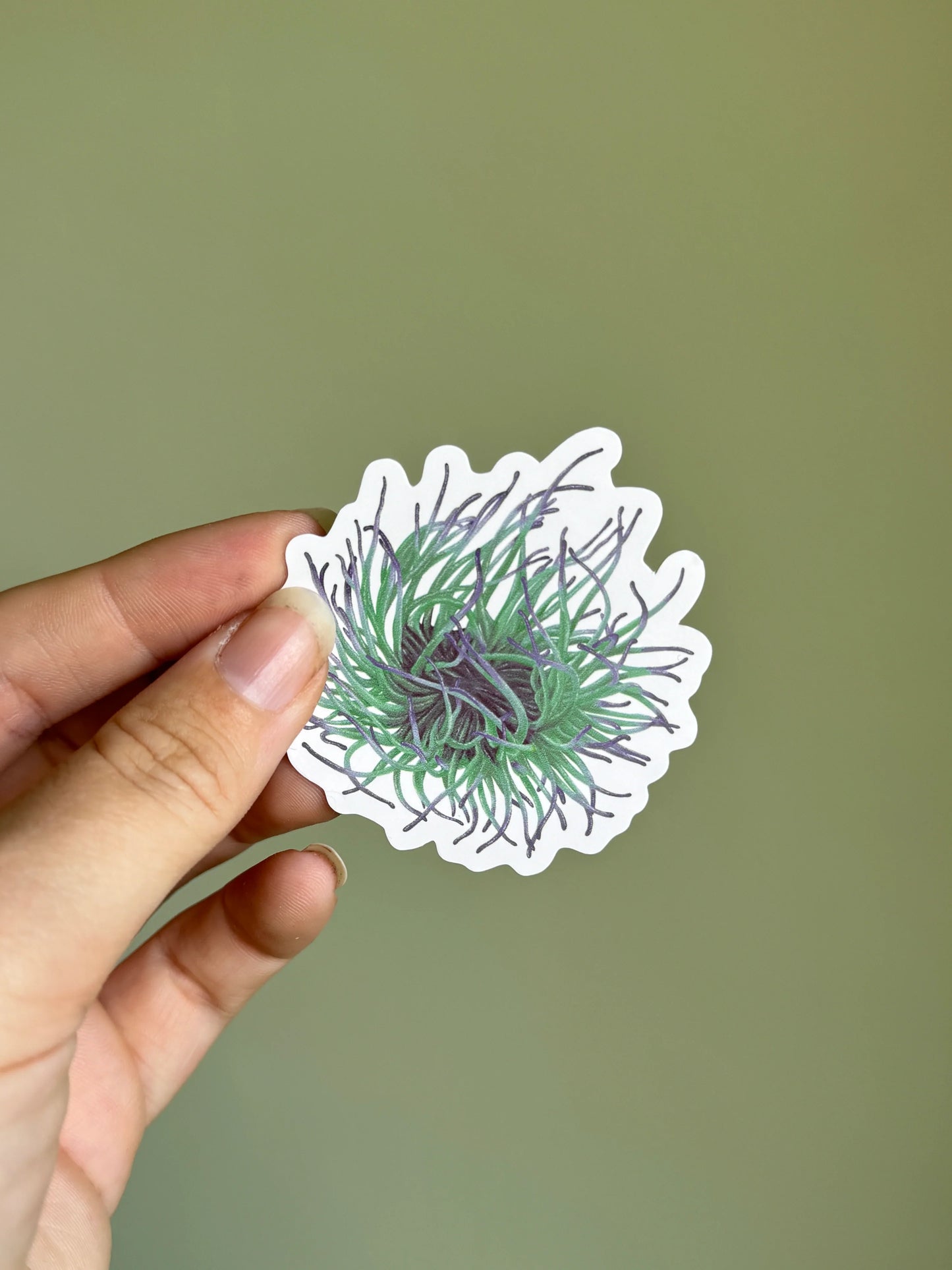 Snakelocks Anemone - Vinyl Sticker