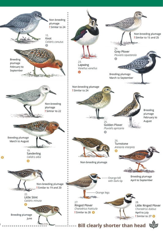 Waders or Britain and Ireland - Wild ID Guide