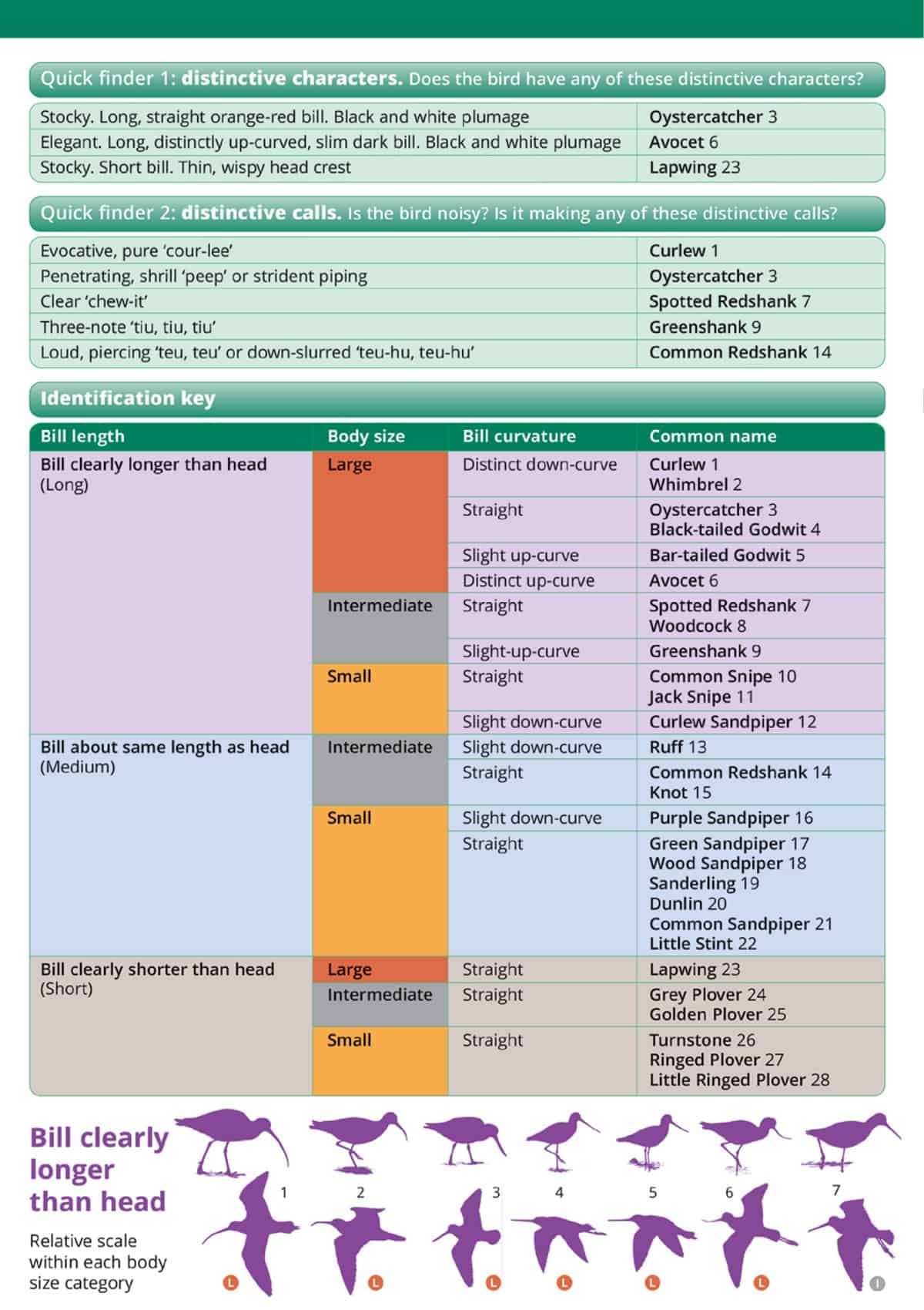 Waders or Britain and Ireland - Wild ID Guide