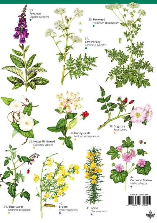 Flowers of Walks and Waysides - Wild ID Guide