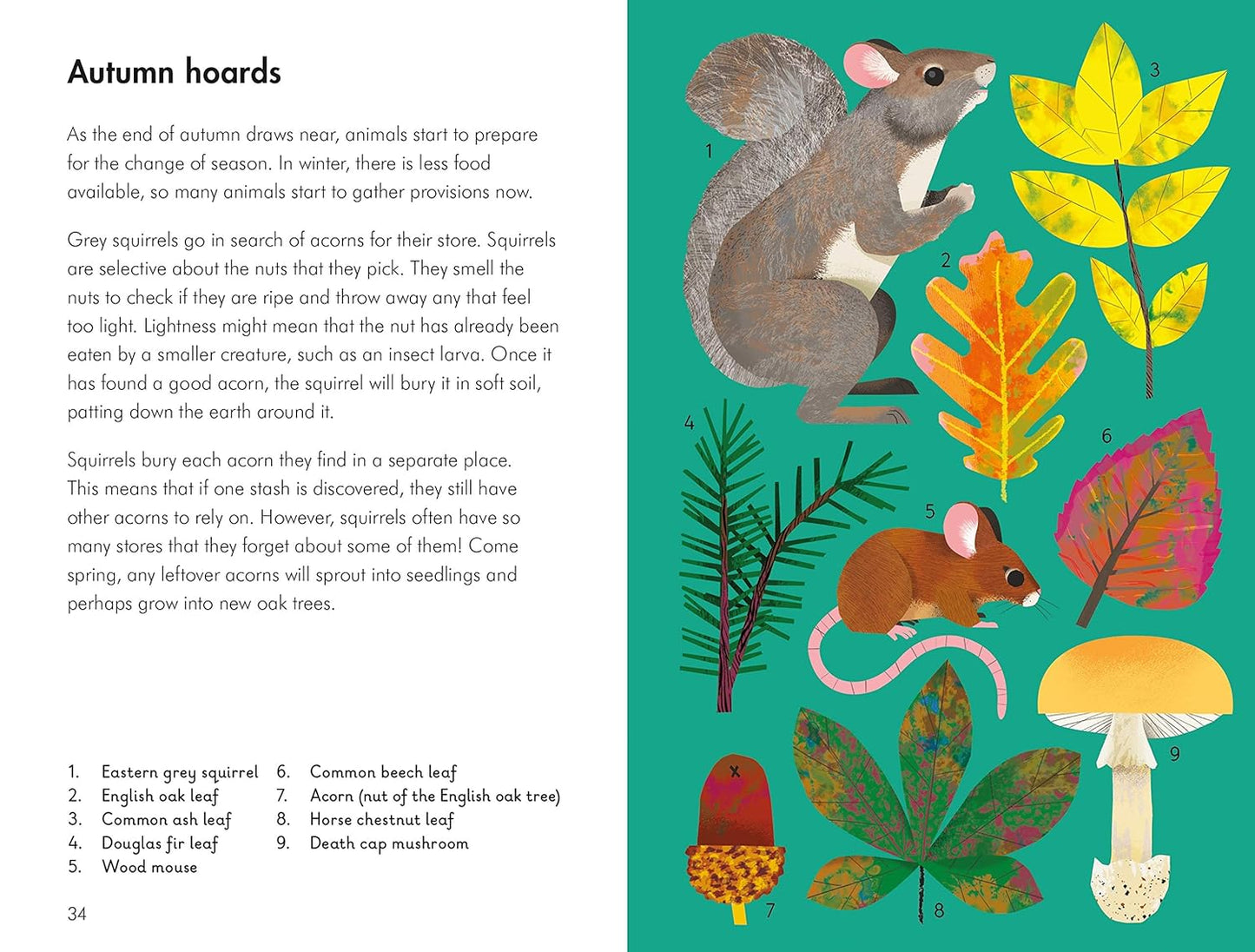 What to Look for in Autumn - By Elizabeth Jenner