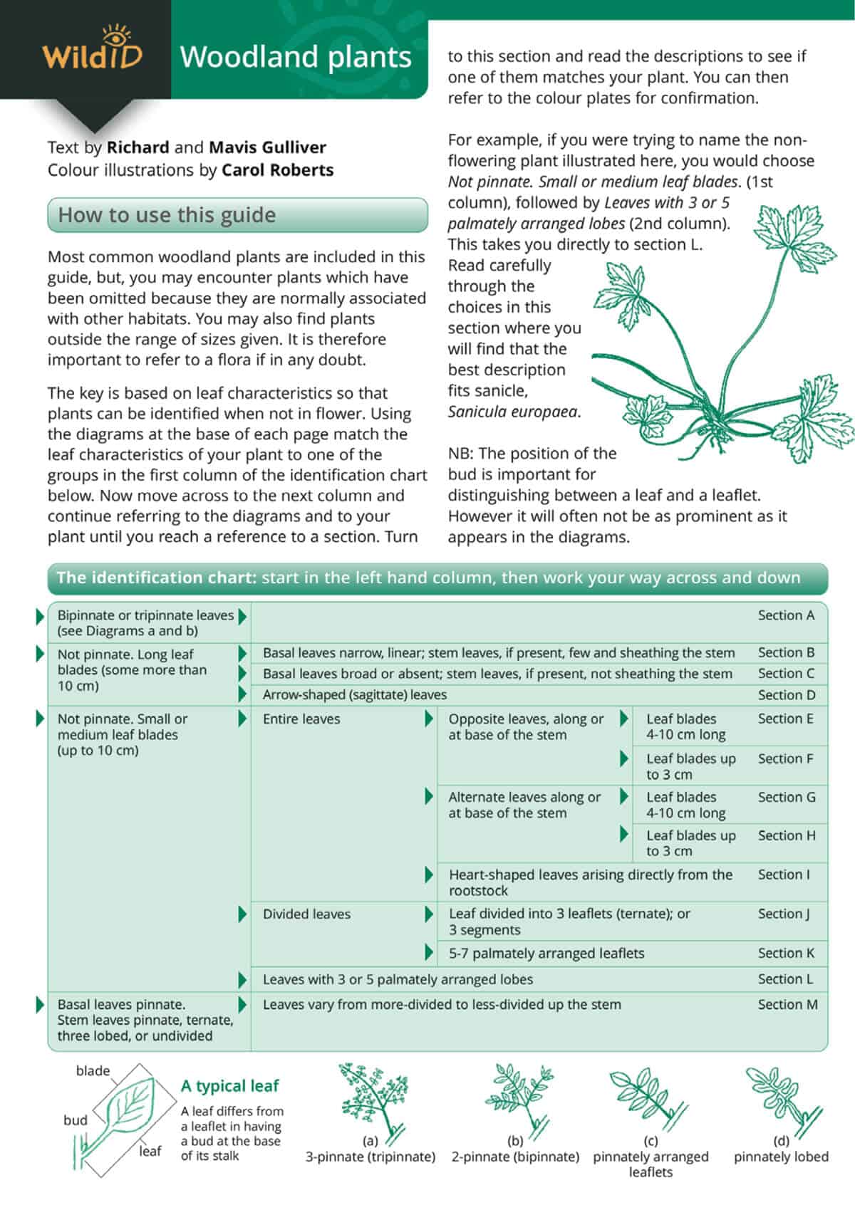 Woodland Plants - Wild ID Guide
