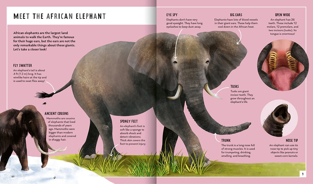 Young Zoologist African Elephant