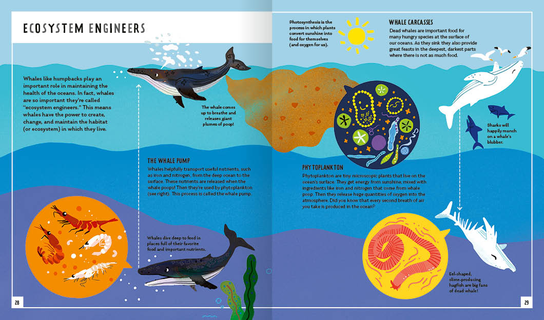Young Zoologist Humpback Whale