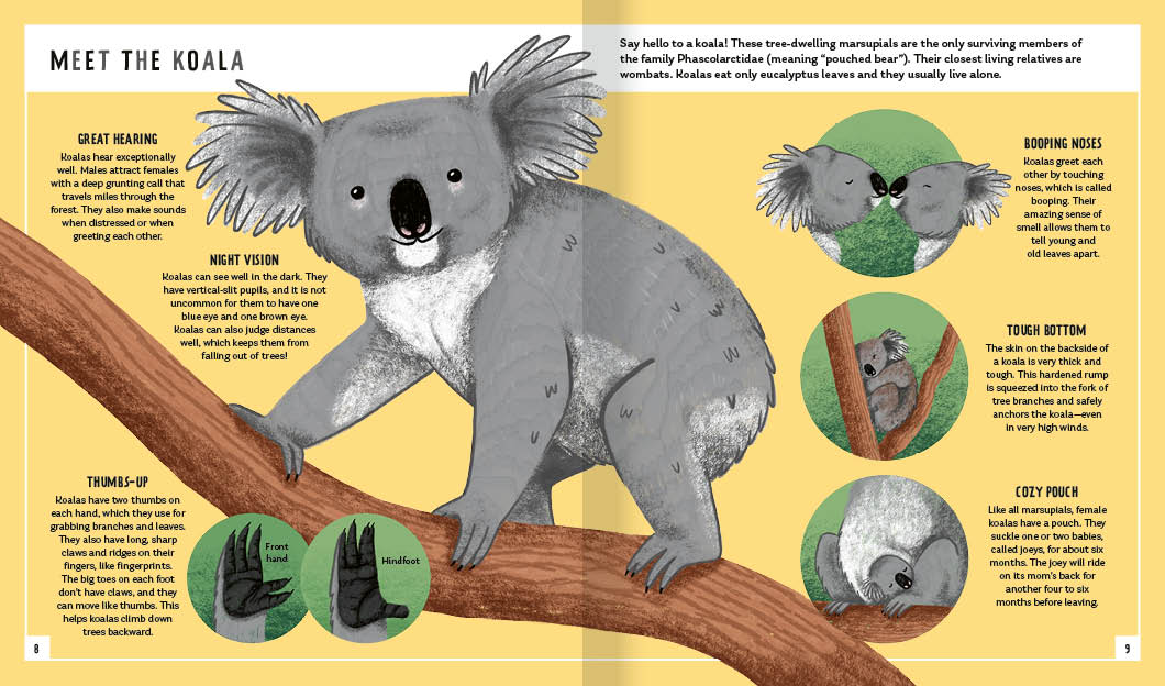 Young Zoologist Koala