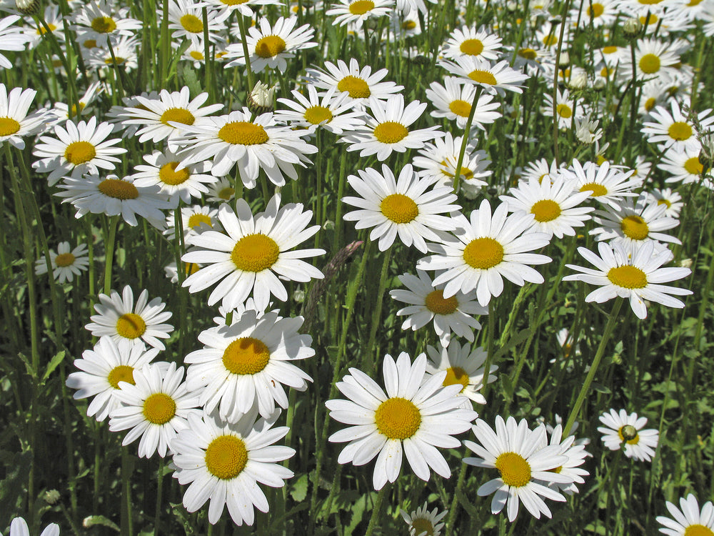 Wildflower Seedball Tin - Oxeye Daisy