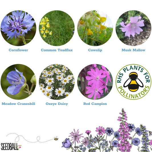 Wildflower Seedball Grab Bag - Garden Meadow Mix