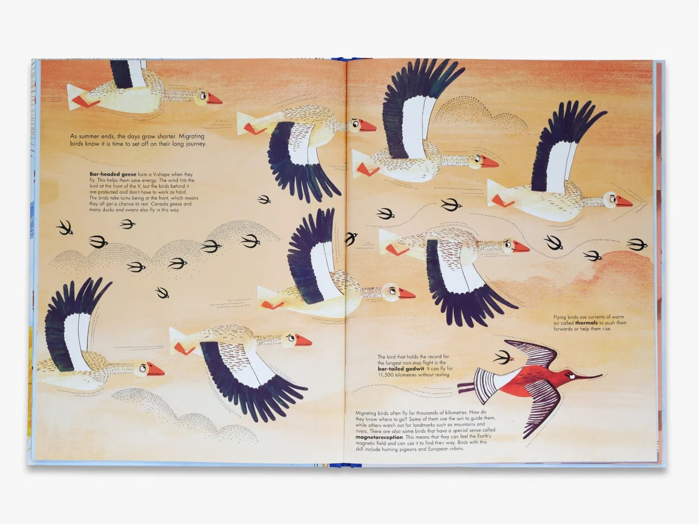 1001 Birds - By Joanna Rzezak