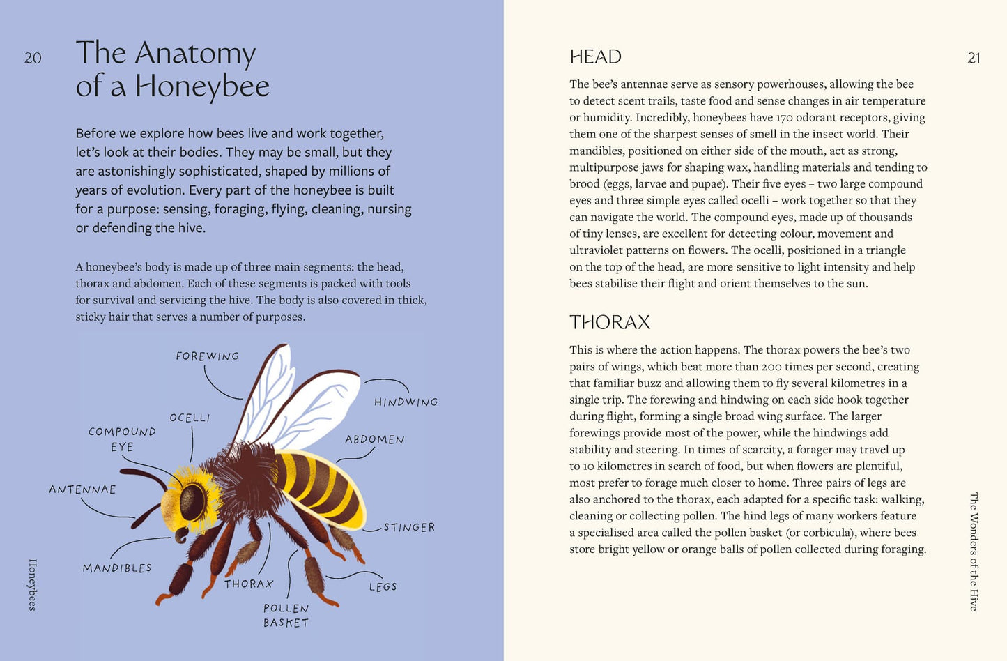 Honeybees - By Mary Trumble & Henry Fried