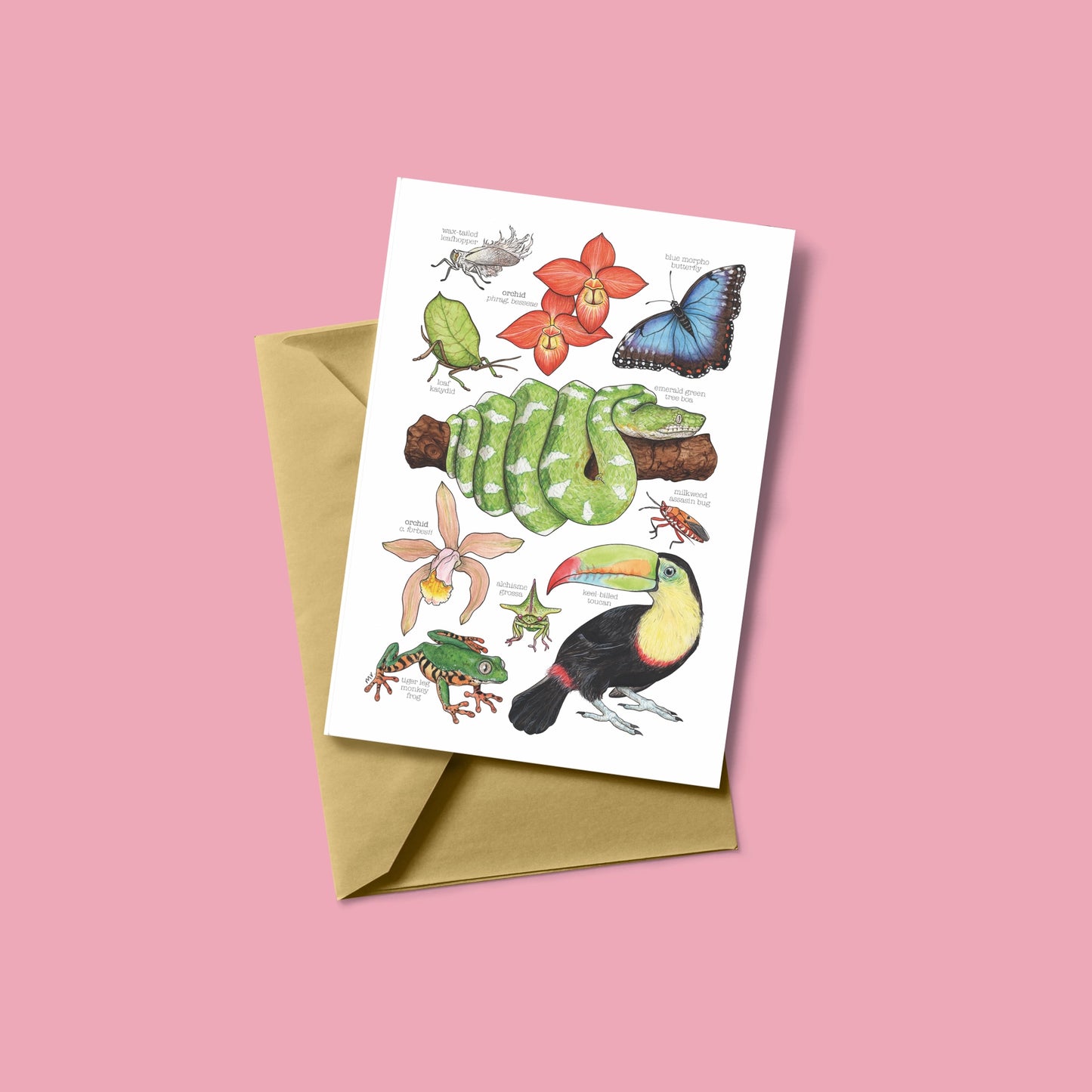 Amazon Rainforest Greetings Card