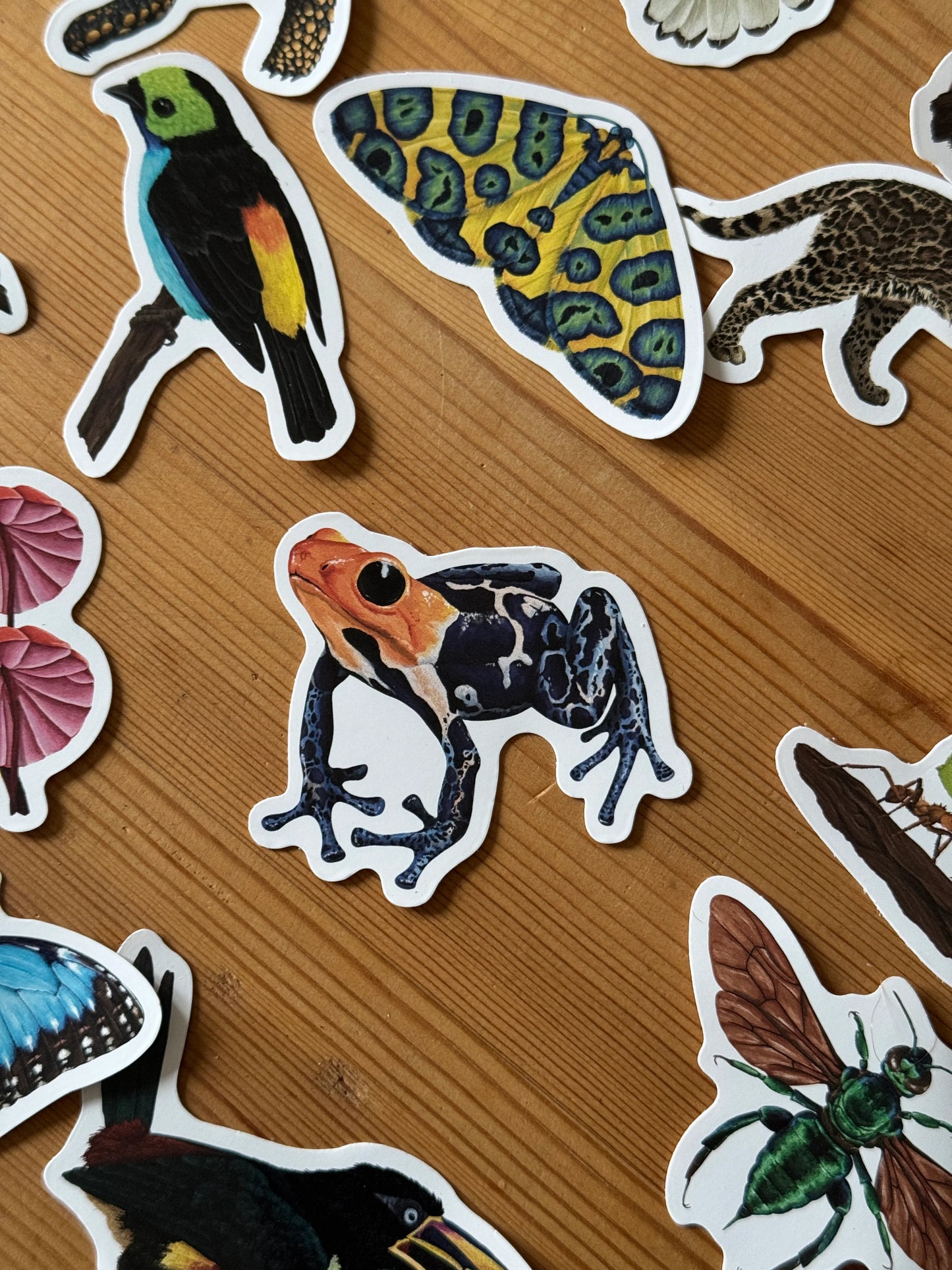 Amazon Poison Frog - Vinyl Sticker