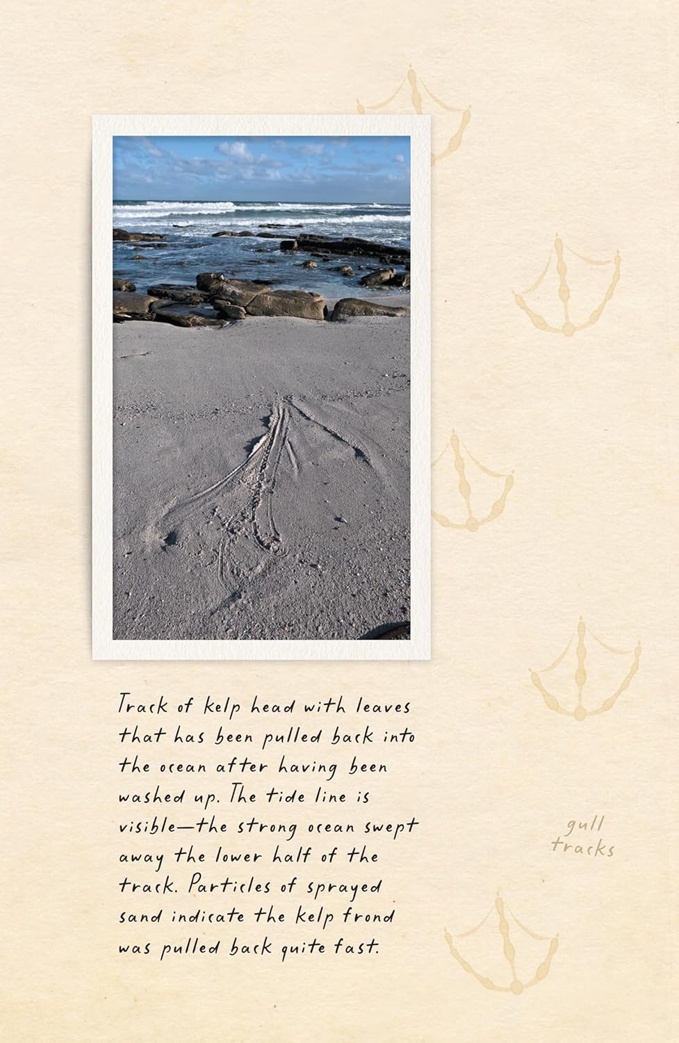 Amphibious Soul - By Craig Foster
