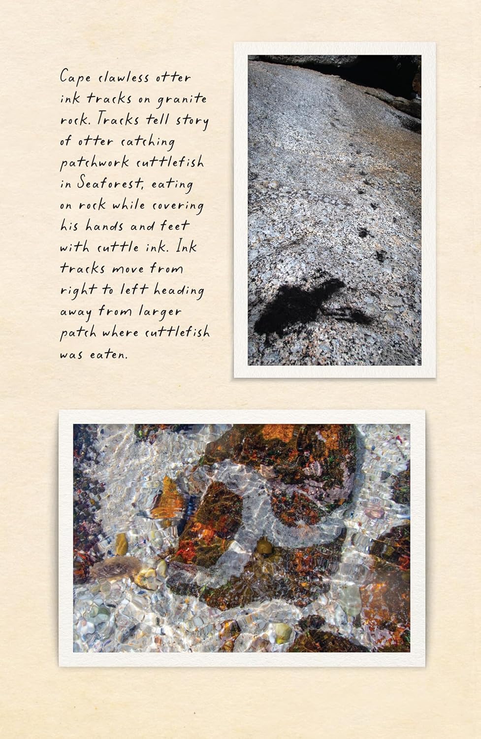Amphibious Soul - By Craig Foster
