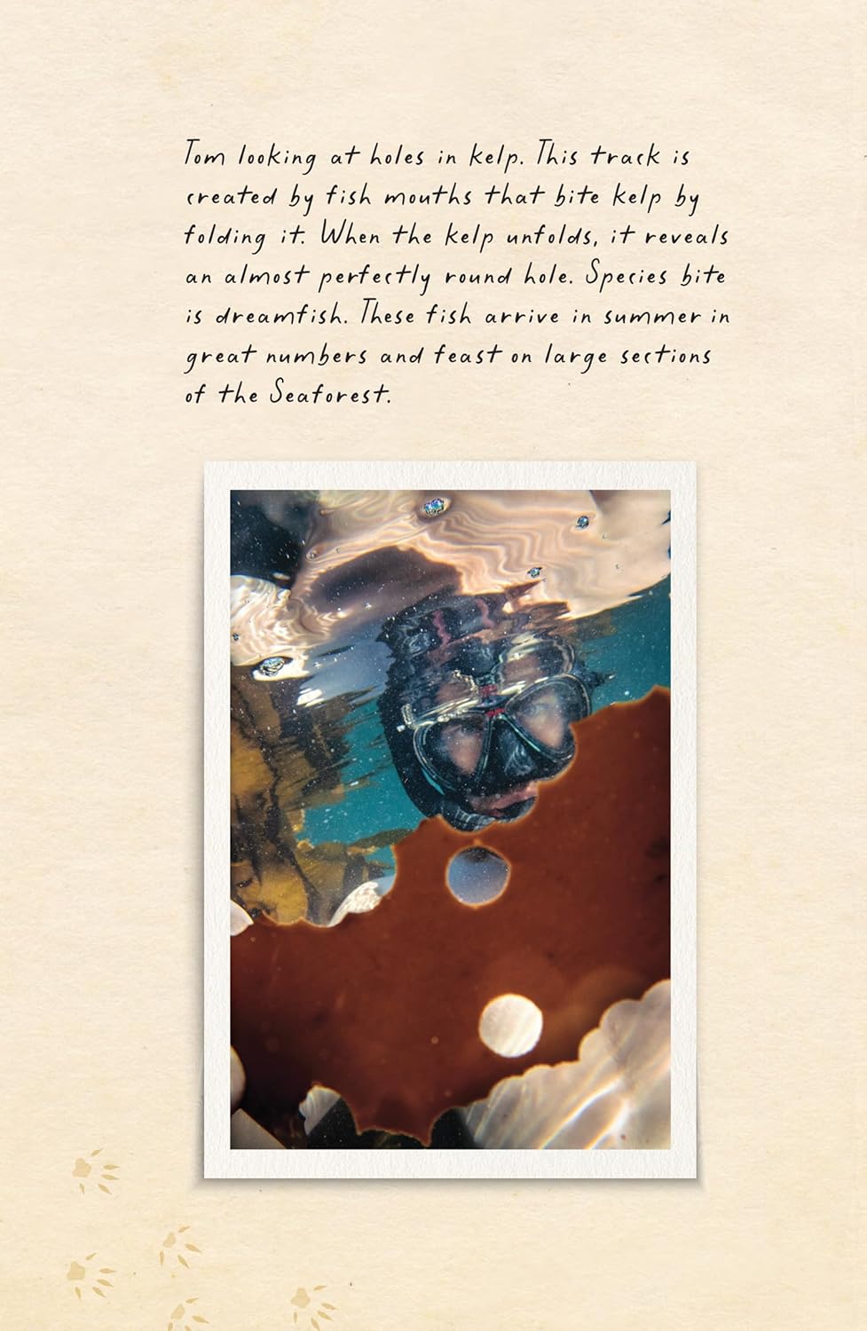 Amphibious Soul - By Craig Foster