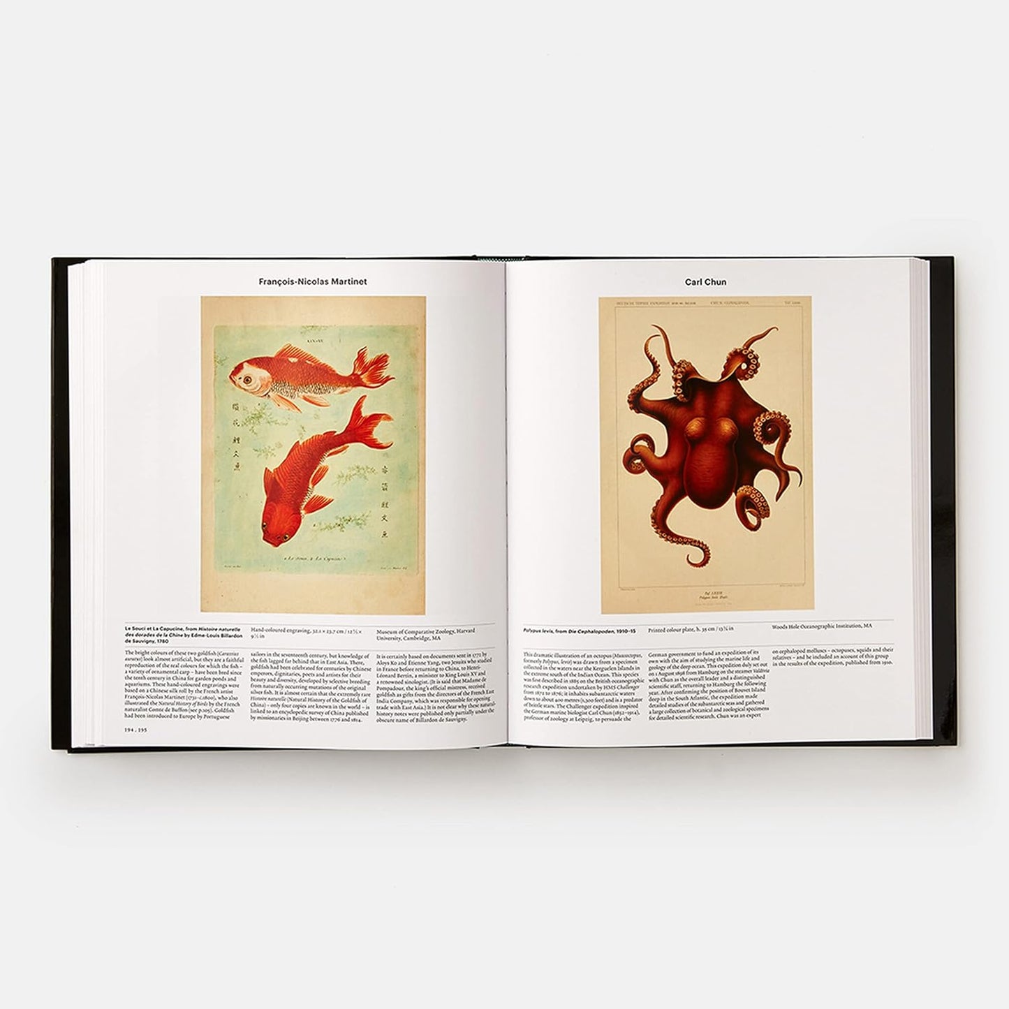 Animal: Exploring the Zoological World - by Phaidon Press