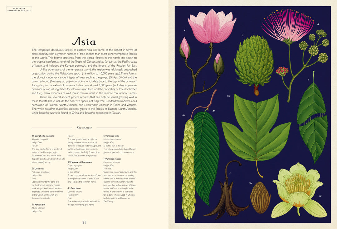 Arboretum - By Katie Scott & Tony Kirkham