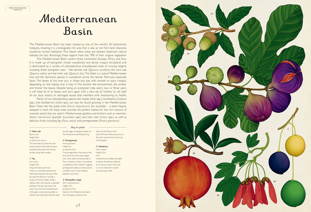 Arboretum - By Katie Scott & Tony Kirkham