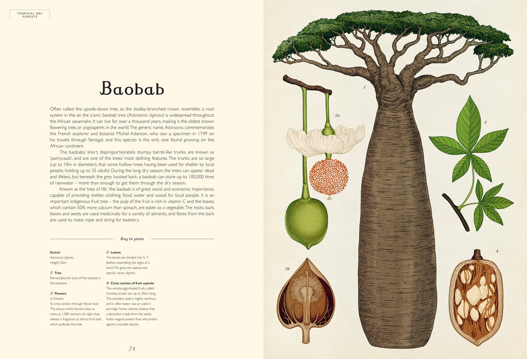 Arboretum - By Katie Scott & Tony Kirkham