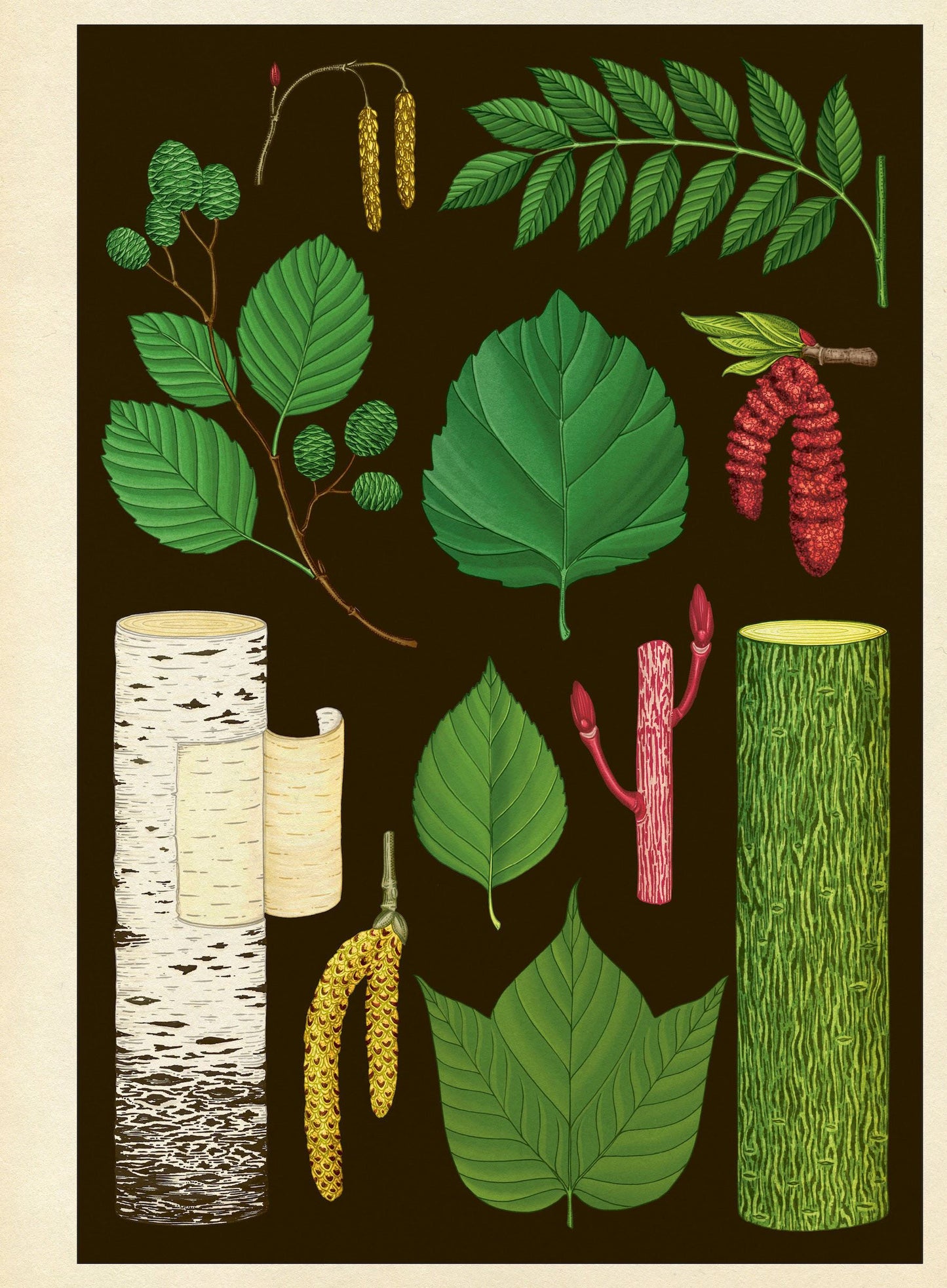 Arboretum Poster Book - By Royal Botanic Gardens Kew