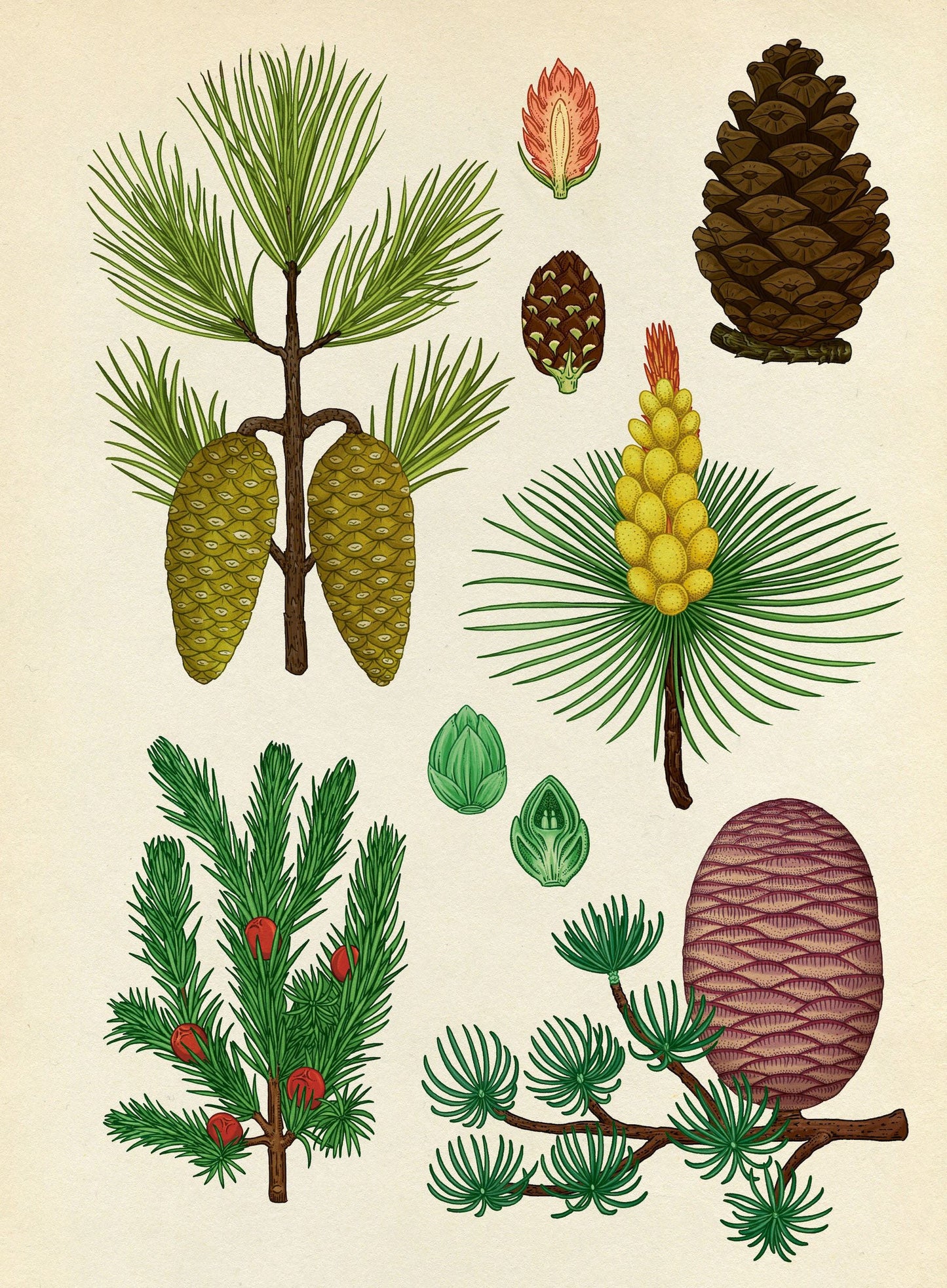 Arboretum Poster Book - By Royal Botanic Gardens Kew