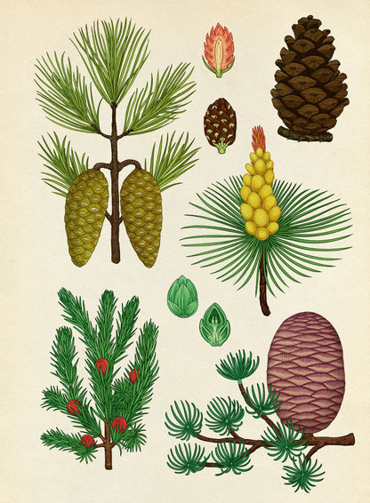 Arboretum Poster Book - By Royal Botanic Gardens Kew